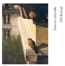 marais-stors-faune3.jpg