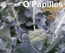 legumes-automne-brocolis.jpg