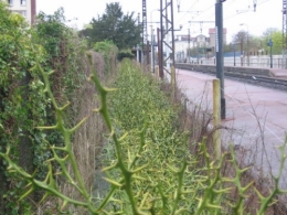cloture_vegetale_SNCF.jpg