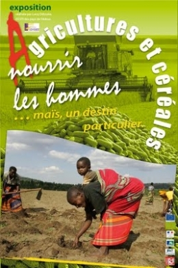 maïs,mais doux,céréales,agriculture,alimentation,consommation,planète