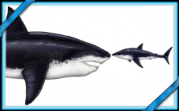 cuisine,requin,cinema,pêche,alimentation