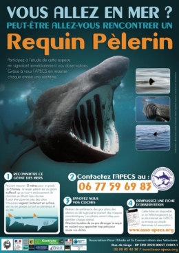 pêche,poissons,océans,requin,atlantique,alimentation,asie