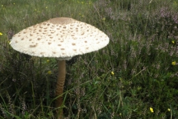 pollution,recyclage,café,champignon