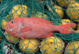 pêche,poissons,océans,europe,espèces,développement durable