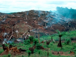 afrique,foret,déforestation,sciences,agriculture,changements climatiques,érosion