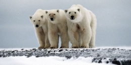 chasse,ours,commerce,espèces menacées,arctique,changements climatiques