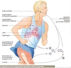molécules,chimie,gênes,café,sport,médecine,santé