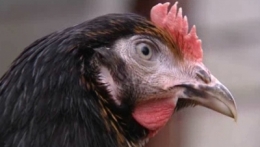 poulet,tri sélectif,tri,déchets,recyclage,pollution,gironde,aquitaine