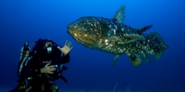 poissons,sciences,biodiversité,évolution,biologie