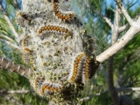 inra,sciences,espèces invasives,chenille,pin,internet,google
