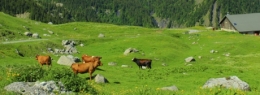 écosystème,biodiversité,agriculture durable,écologie,environnement,développement durable,économie