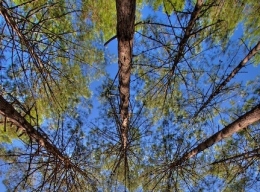 pluies-acides.jpg