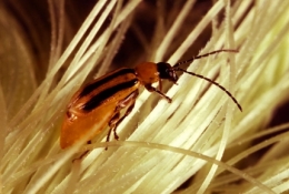 insecticide,maïs,ogm,insectes,monsanto,amérique,agriculture