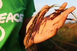 bêta-carotène,vitamines,vitamine a,greenpeace,population,OGM,alimentation,santé,riz sauvage,riz,asie,afrique,