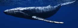 baleines,poissons,pêche,pollution,japon,atlantique,chasse,groenland