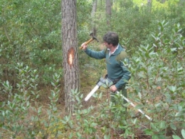 foret,bois,déforestation,environnement,chauffage,arbres
