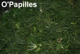 fanes02.jpg