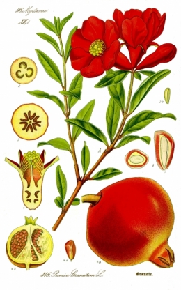 grenade,arboriculteur,fruits,jus de fruits,rapaces,oliviers,biodiversité,dessert