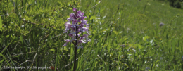VO-biodiversite-orchidee.png