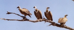 vautours,oiseaux,biodiversité,bergers,biologie,santé,écologie