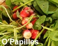 radis-rose.jpg