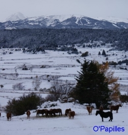 hiver-pyrenees-premiere-neige01.jpg