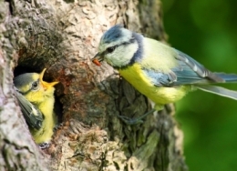 oiseaux,ville,urbanisme,pollution,environnement