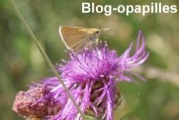 papillon-nectar.jpg