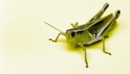 alimentation,nutrition,insectes,sciences,cuisine