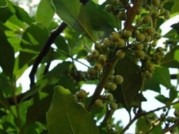 Amérique du sud, Brésil, thé, maté