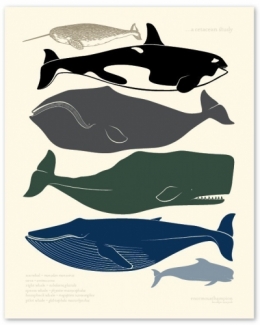 océans,biodiversité,population,pollution,pêche,développement durable,écosystème,cétacés,co2