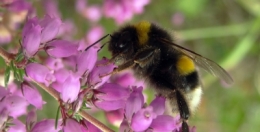 bourdons,abeille,agriculture,biodiversité,écosystème,urbanisation