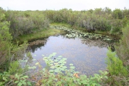 écologie,biologie,environnement,biodiversité,darwin