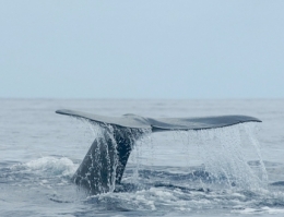 mer, méditerranée, pyrénées orientales, expédition, photographie