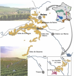 coopérative,vins,économie,commerce équitable,consommer autrement,viticulture,vigne