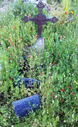 coquelicots au cimetière.jpg