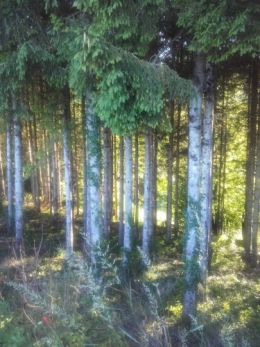 la crinère de la forêt.jpg