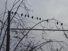 Les oiseaux de la Soie.jpg