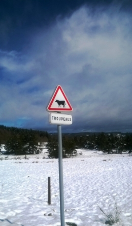 troupeaux.jpg