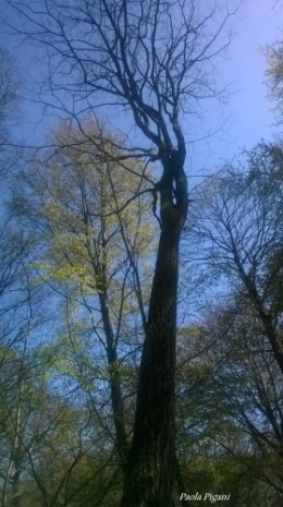 Arbre géant.jpg