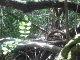 dans la crinière de la foret.jpg