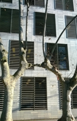 Arbres saint Valentin.jpg