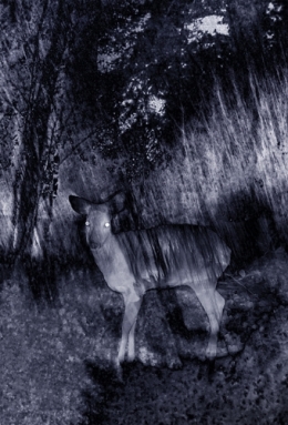 Biche1_DEF.jpg