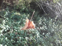 feuille d'automne 2.jpg