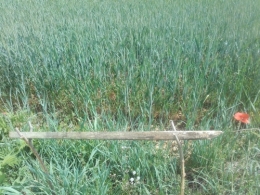 blé en herbe.jpg