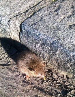 Mon petit rat.jpg