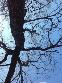 arbre 20 mars 2020.jpg