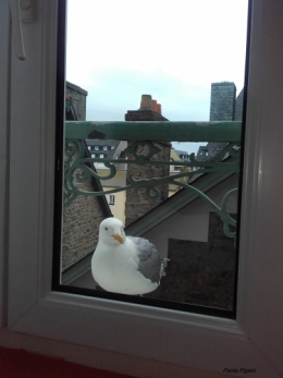 la mouette de saint malo.jpg