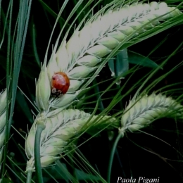 coccinelle.jpg