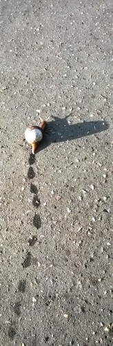 escargot 2.jpg